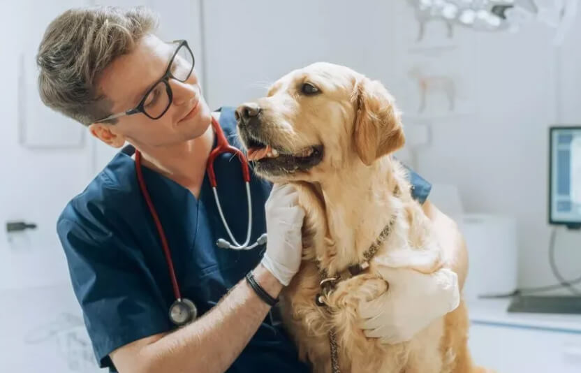 врач и клиент стоят около собаки на столе ветеринара